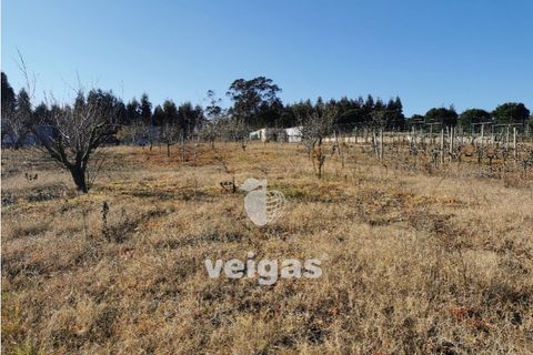 Helårsgrund i Bombarral, Leiria, Bombarral - € 85.000 | Ref: CAL-209529 - foto 2