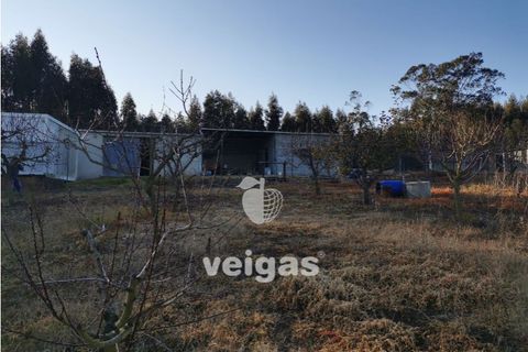 Helårsgrund i Bombarral, Leiria, Bombarral - € 85.000 | Ref: CAL-209529 - foto 5