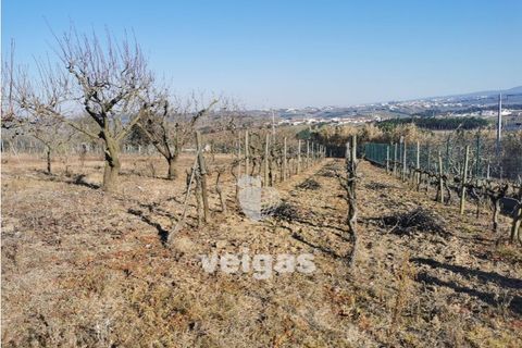 Helårsgrund i Bombarral, Leiria, Bombarral - € 85.000 | Ref: CAL-209529 - foto 8