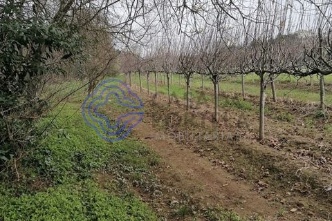 Helårsgrund i Valongo, Porto, Valongo - € 46.000 | Ref: 156681 - foto 5