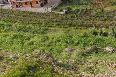 Terra a Soldano, Imperia, Soldano - € 85.000 | Ref: 8192385 - foto 2