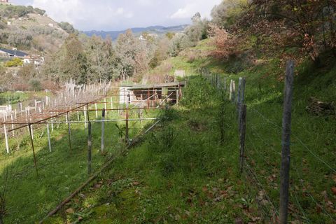 Terra a Soldano, Imperia, Soldano - € 85.000 | Ref: 8192385 - foto 6