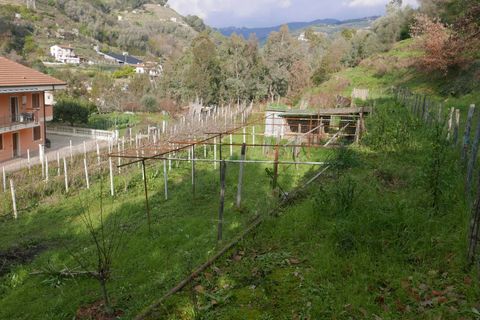 Terra a Soldano, Imperia, Soldano - € 85.000 | Ref: 8192385 - foto 7