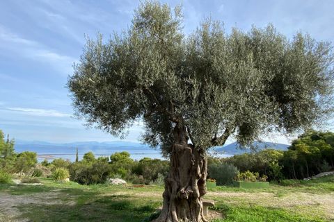 Helårsgrund i Pratdip, Tarragona, Pratdip - € 120.000 | Ref: es5553598 - foto 1