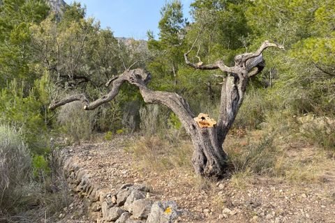 Helårsgrund i Pratdip, Tarragona, Pratdip - € 120.000 | Ref: es5553598 - foto 11