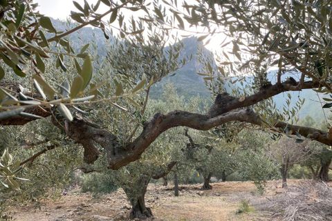 Helårsgrund i Pratdip, Tarragona, Pratdip - € 120.000 | Ref: es5553598 - foto 28