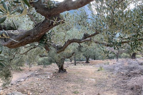 Helårsgrund i Pratdip, Tarragona, Pratdip - € 120.000 | Ref: es5553598 - foto 31