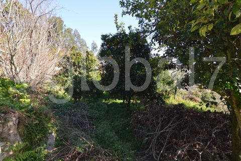 Erhvervsejendom i Sever do Vouga, Aveiro, Sever do Vouga - € 60.000 | Ref: QTA_02234331 - foto 10
