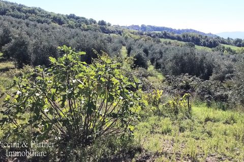 Villa i Umbertide, Perugia, Umbertide - € 295.000 | Ref: PG1495 - foto 46