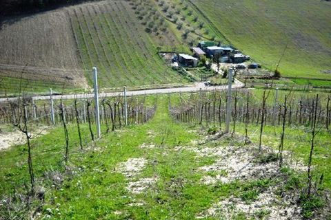 Terra a Castorano, Ascoli Piceno, Castorano - € 120.000 | Ref: 905 - foto 6