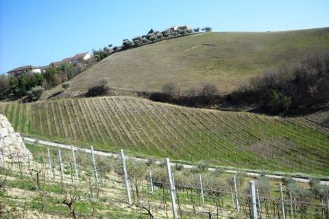 Terra a Castorano, Ascoli Piceno, Castorano - € 120.000 | Ref: 905 - foto 7