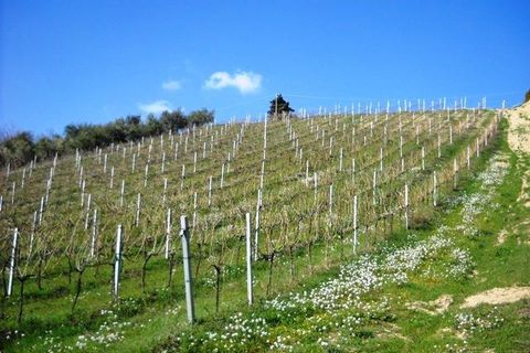 Terra a Castorano, Ascoli Piceno, Castorano - € 120.000 | Ref: 905 - foto 8