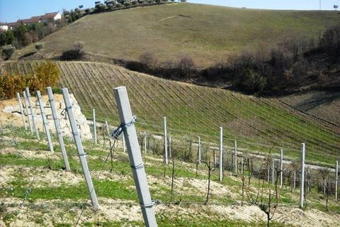 Terra a Castorano, Ascoli Piceno, Castorano - € 120.000 | Ref: 905 - foto 9