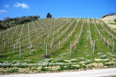 Terra a Castorano, Ascoli Piceno, Castorano - € 120.000 | Ref: 905 - foto 10