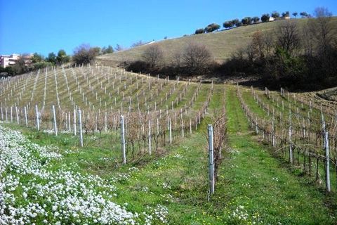 Terra a Castorano, Ascoli Piceno, Castorano - € 120.000 | Ref: 905 - foto 11