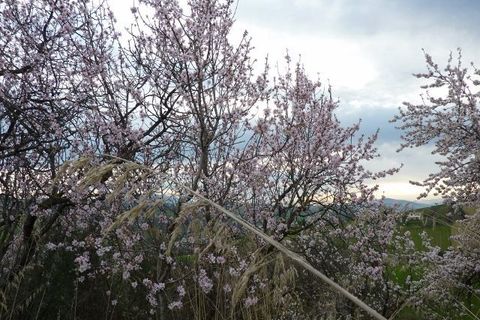 Villa en Offida, Ascoli Piceno, Offida - € 280.000 | Ref: 1113 - photo 20