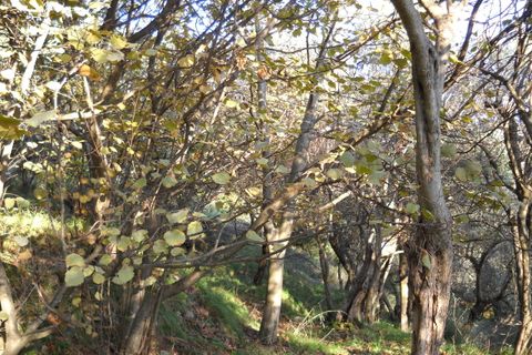 Erhvervsejendom i Luni, La Spezia, Luni - € 30.000 | Ref: 3046 - foto 4