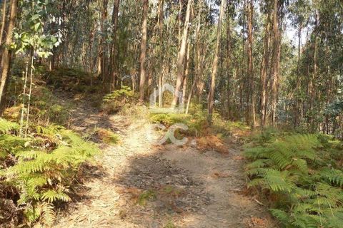 Helårsgrund i Guimaraes, Braga, Guimaraes - € 56.000 | Ref: 356/T/00306 - foto 10