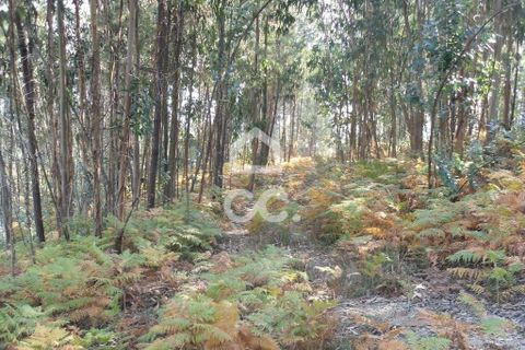 Helårsgrund i Guimaraes, Braga, Guimaraes - € 56.000 | Ref: 356/T/00306 - foto 15