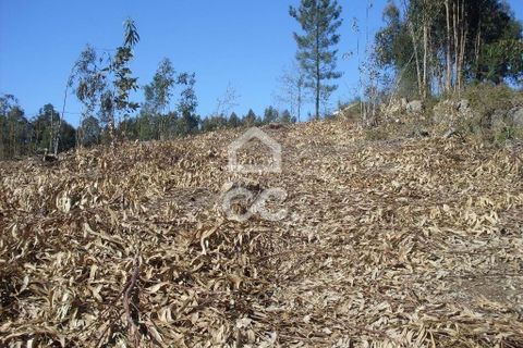 Terra a Lordelo, Braga, Lordelo - € 80.000 | Ref: 356/T/00330 - foto 4