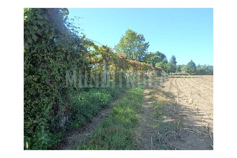 Granja a Braga, Braga, Braga - € 500.000 | Ref: 2565 - foto 10