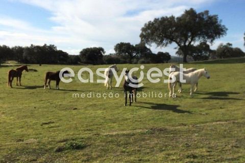 Terra a Avis, Portalegre, Avis - € 41.150 | Ref: ST91777AC - foto 5