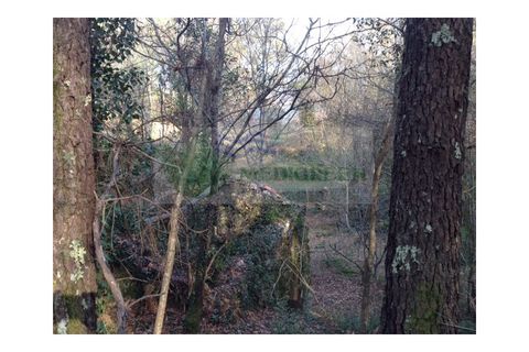 Farm i Sever do Vouga, Aveiro, Sever do Vouga - € 60.000 | Ref: FIN_0025 - foto 5