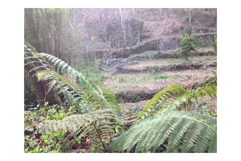 Farm i Sever do Vouga, Aveiro, Sever do Vouga - € 60.000 | Ref: FIN_0025 - foto 6