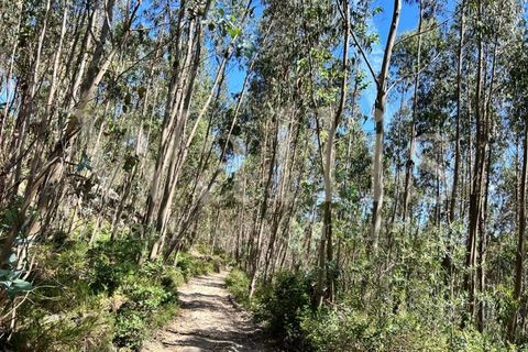 Farm i Belas, Lisbon, Belas - € 3.863.000 | Ref: W4546 - foto 14