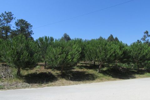 Tomt i Monte Real, Leiria, Monte Real - € 50 000 | Ref: mg1688 - foto 4