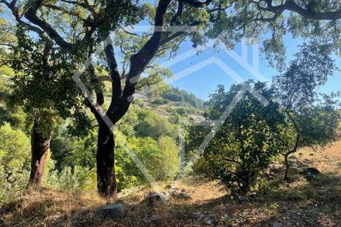 Farm i Monchique, Faro, Monchique - € 220.000 | Ref: MAS_46 - foto 6