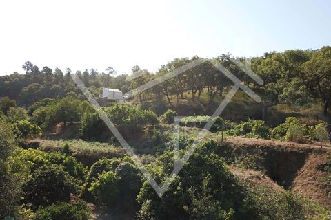 Farm i Monchique, Faro, Monchique - € 220.000 | Ref: MAS_46 - foto 13