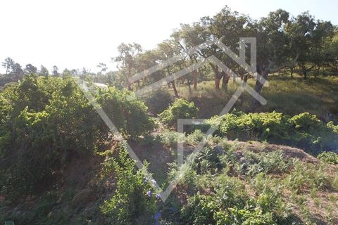 Farm i Monchique, Faro, Monchique - € 220.000 | Ref: MAS_46 - foto 14