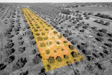 Terra a Alandroal, Evora, Alandroal - € 33.000 | Ref: 318/T/03126 - foto 5