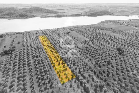 Terra a Alandroal, Evora, Alandroal - € 33.000 | Ref: 318/T/03126 - foto 2