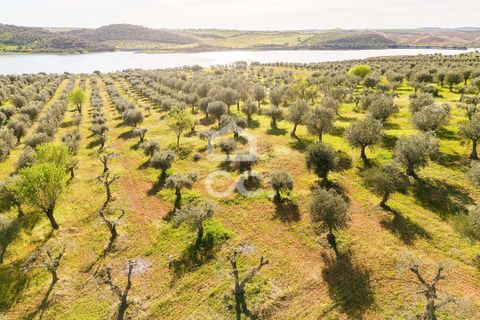 Terra a Alandroal, Evora, Alandroal - € 33.000 | Ref: 318/T/03126 - foto 12