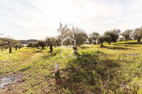 Terra a Alandroal, Evora, Alandroal - € 33.000 | Ref: 318/T/03126 - foto 17