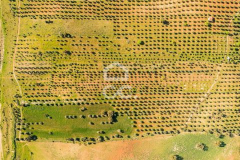 Terra a Alandroal, Evora, Alandroal - € 33.000 | Ref: 318/T/03126 - foto 20