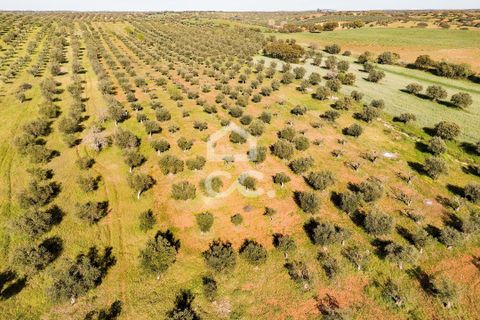 Terra a Alandroal, Evora, Alandroal - € 33.000 | Ref: 318/T/03126 - foto 23