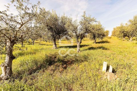 Terra a Alandroal, Evora, Alandroal - € 33.000 | Ref: 318/T/03126 - foto 24