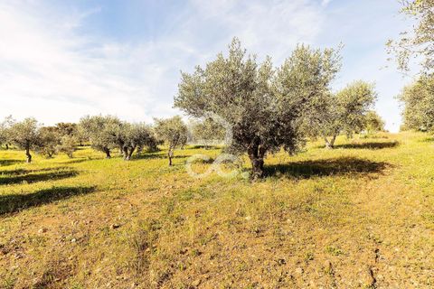 Terra a Alandroal, Evora, Alandroal - € 33.000 | Ref: 318/T/03126 - foto 25