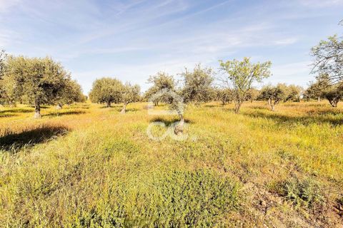 Terra a Alandroal, Evora, Alandroal - € 33.000 | Ref: 318/T/03126 - foto 26