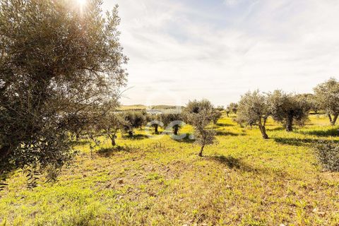 Terra a Alandroal, Evora, Alandroal - € 33.000 | Ref: 318/T/03126 - foto 27