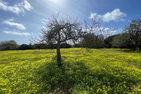 Terra a Manacor, Mallorca, Manacor - € 280.000 | Ref: 76561 - foto 2