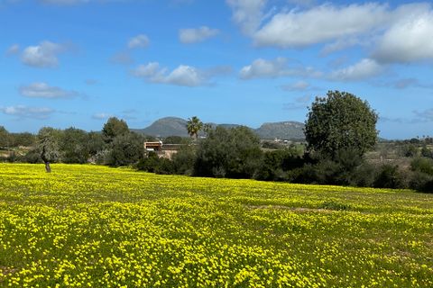 Terra a Manacor, Mallorca, Manacor - € 280.000 | Ref: 76561 - foto 3