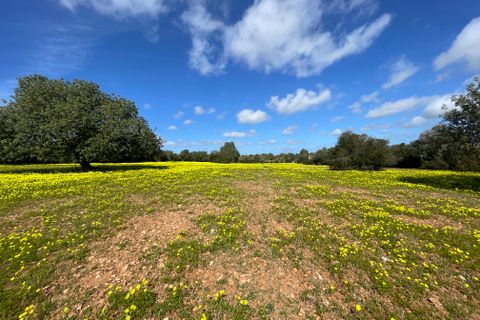 Terra a Manacor, Mallorca, Manacor - € 280.000 | Ref: 76561 - foto 4