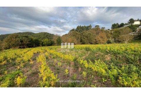 Terra a Areosa, Viana do Castelo, Areosa - € 495.000 | Ref: VCM13797(1) - foto 9