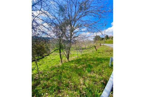 Helårsgrund i Sever do Vouga, Aveiro, Sever do Vouga - € 40.000 | Ref: TER_1578 - foto 7
