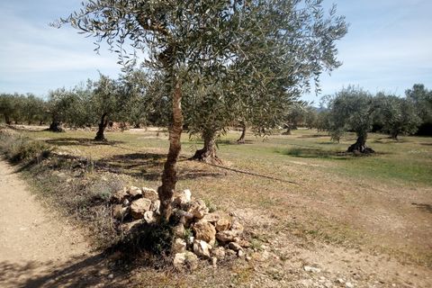 Finca i Ginestar, Tarragona, Ginestar - € 9.750 | Ref: 841 Rafa - foto 10