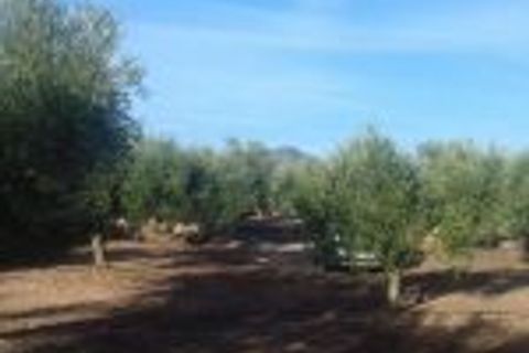 Finca i Ginestar, Tarragona, Ginestar - € 9.750 | Ref: 841 Rafa - foto 8